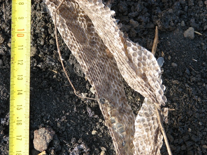 Exuvia di hugyi
